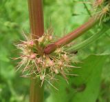 Rumex marschallianus. Соплодие. Краснодарский край, Кущёвский р-н, станица Шкуринская, высохшая лужа в кювете автодороги. 28.06.2011.