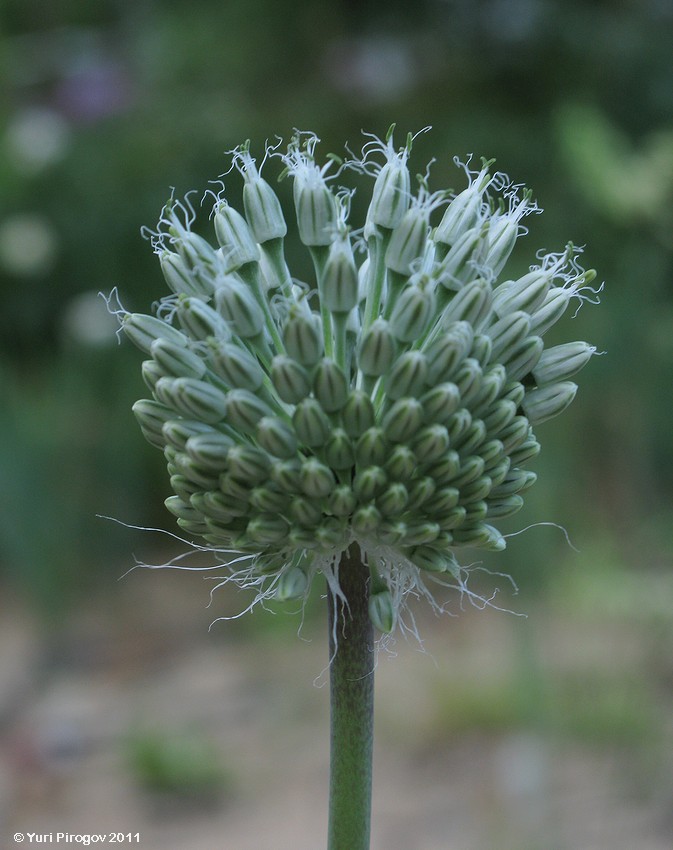 Изображение особи Allium affine.