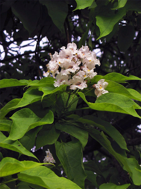 Изображение особи Catalpa bignonioides.