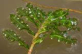 Image of taxon representative. Author is Эльвир Измайлов