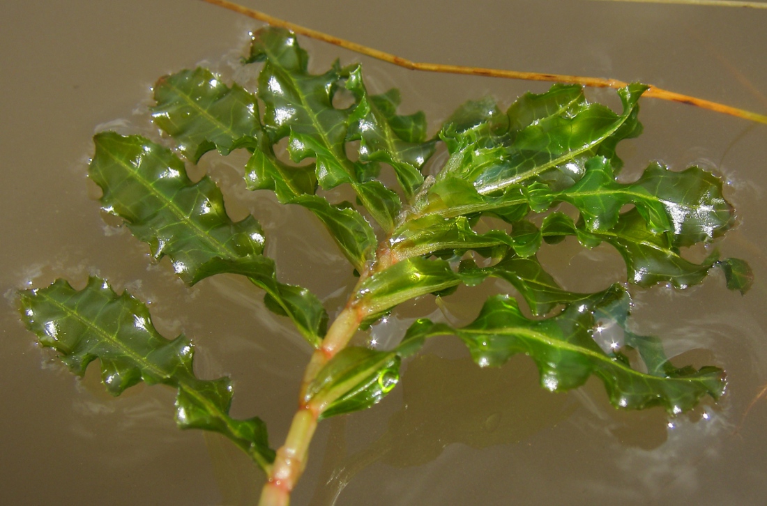 Image of Potamogeton crispus specimen.