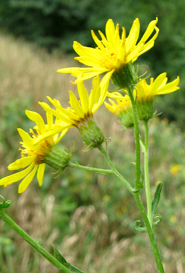 Изображение особи Senecio grandidentatus.