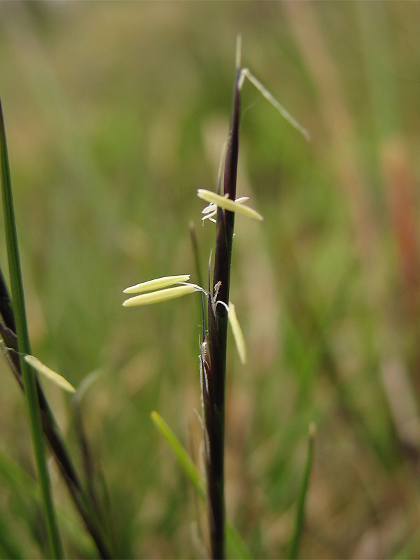 Image of Nardus stricta specimen.