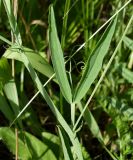 Lathyrus hirsutus. Часть побега с листом (хорошо видны прилистники, две доли и усики перисто-сложного листа). Ростовская обл., дельта Дона, Задонье, окр. хутора Петровский, на берегу рукава реки. 23 июня 2011 г.