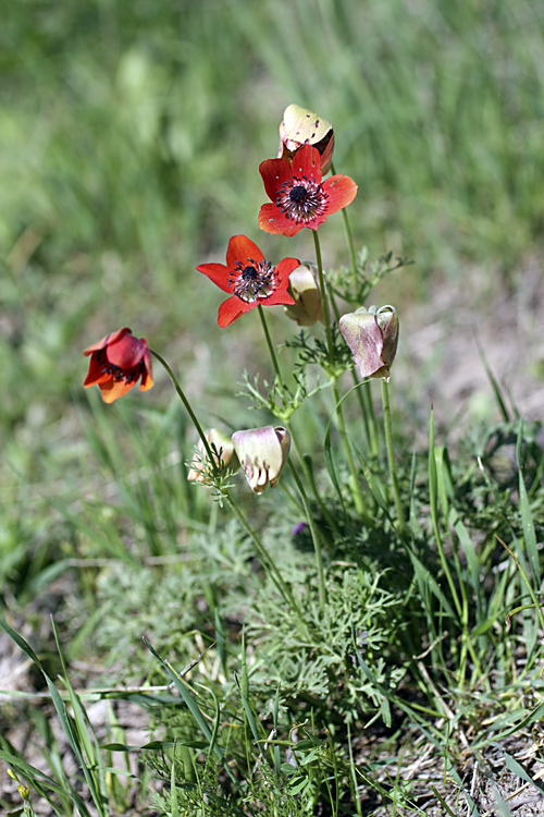 Image of Anemone bucharica specimen.