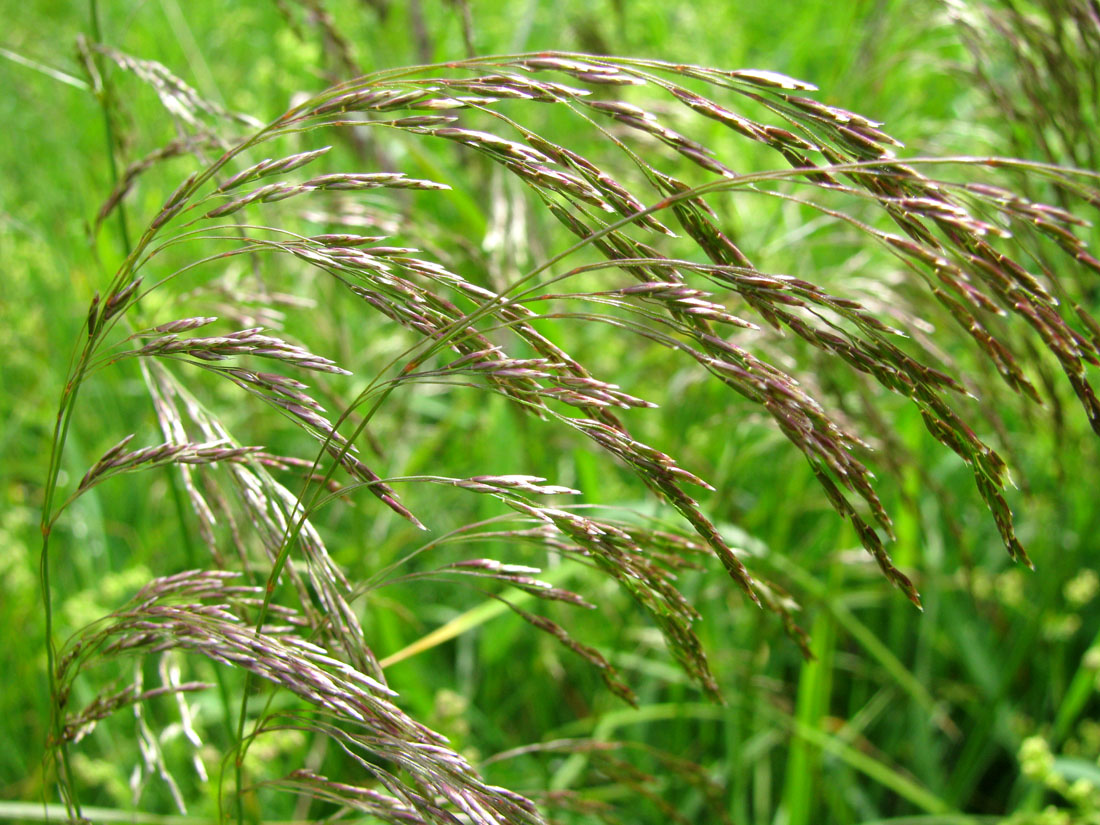 Image of Deschampsia cespitosa specimen.