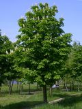 Aesculus hippocastanum. Цветущее молодое растение. Киев, берег Святошинского озера, 12 мая 2008 г.