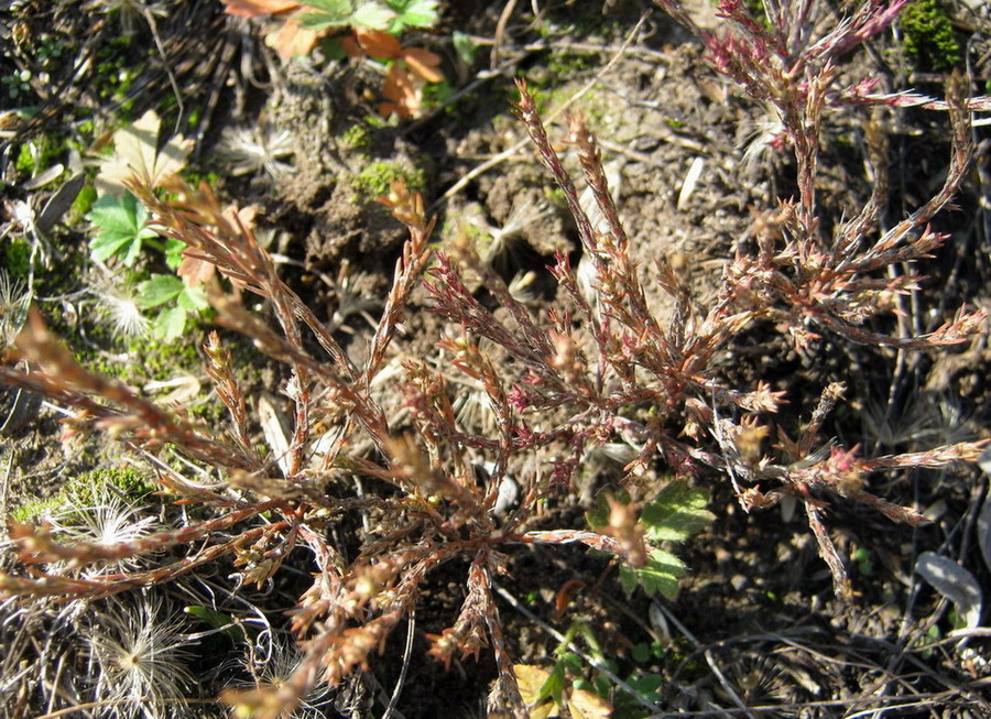 Image of Polycnemum arvense specimen.