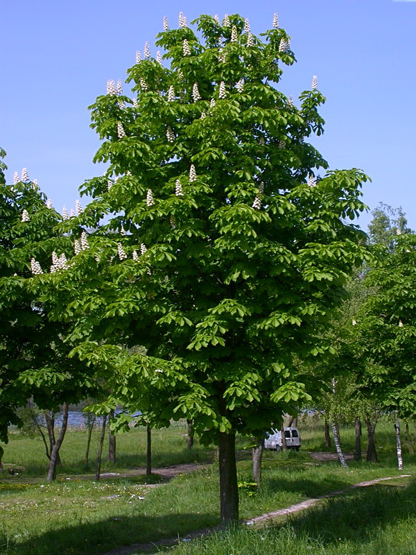 Image of Aesculus hippocastanum specimen.