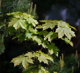 Acer platanoides