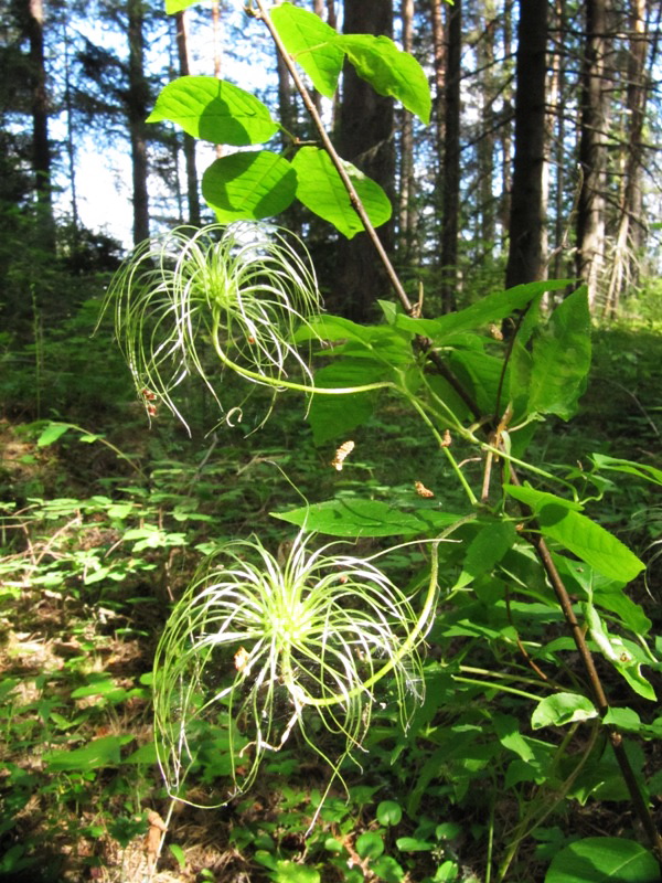 Изображение особи Atragene sibirica.