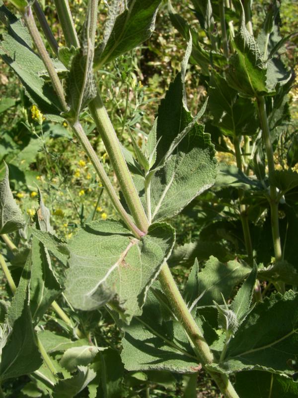 Image of Salvia tesquicola specimen.