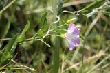 Convolvulus arvensis. Часть побега с цветком и бутоном. Южный Казахстан, Верхний Боролдай, у берега реки. 29.06.2011.