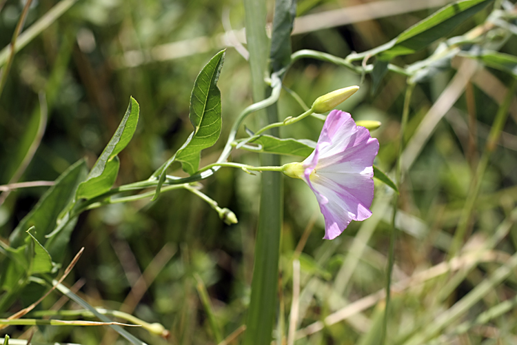 Image of Convolvulus arvensis specimen.