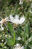 Centaurea cheiranthifolia