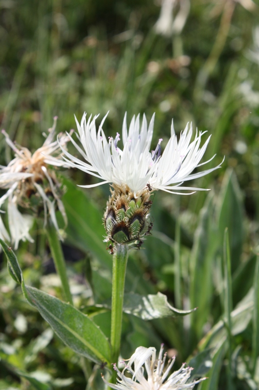 Image of Centaurea cheiranthifolia specimen.
