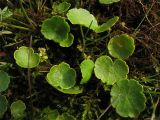 Hydrocotyle vulgaris. Цветущее растение. Нидерланды, провинция Groningen, национальный парк Lauwersmeer, заболоченный луг. 20 июля 2008 г.