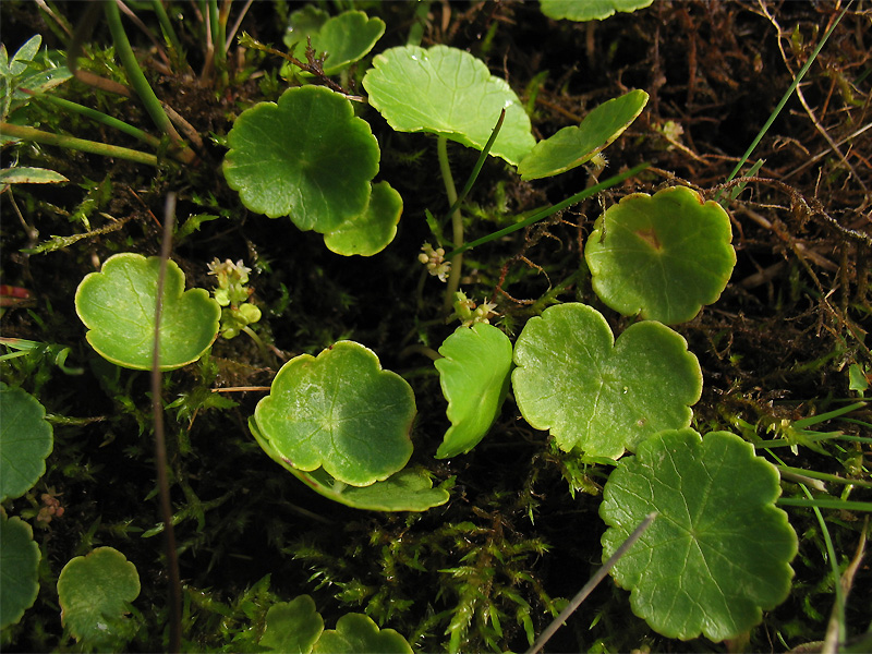 Image of Hydrocotyle vulgaris specimen.