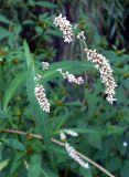 Persicaria maculosa