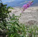 Lythrum salicaria