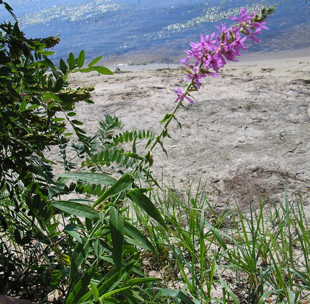 Image of Lythrum salicaria specimen.