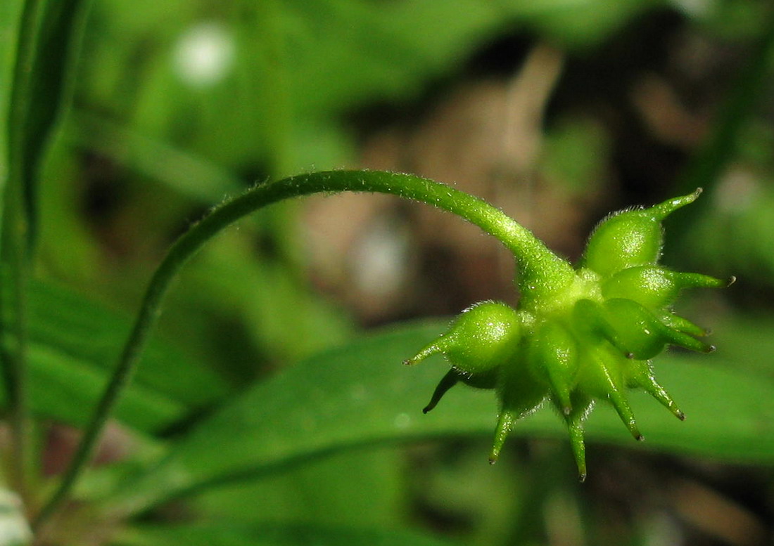 Изображение особи Anemone jenisseensis.