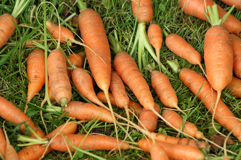 Image of Daucus sativus specimen.