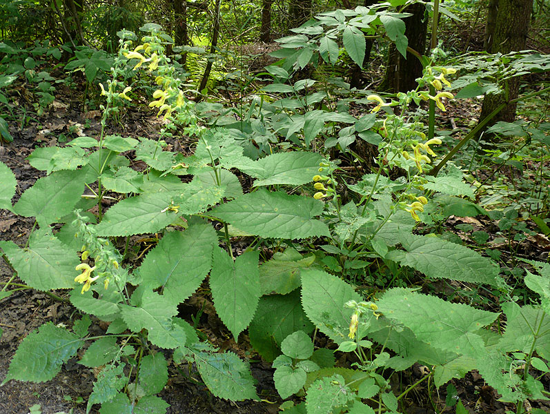 Изображение особи Salvia glutinosa.