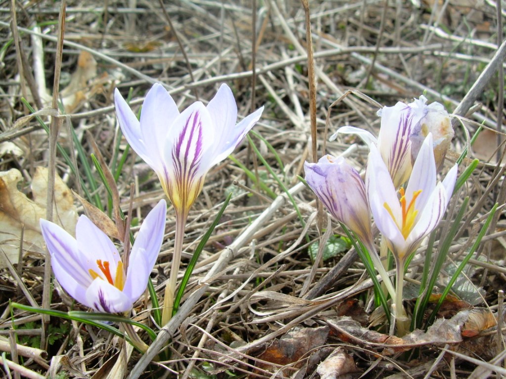 Изображение особи Crocus reticulatus.