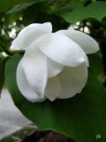 Magnolia sieboldii