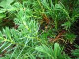 Juniperus conferta. Часть веточки. Сахалин, окр. г. Южно-Сахалинска. Август 2010 г.