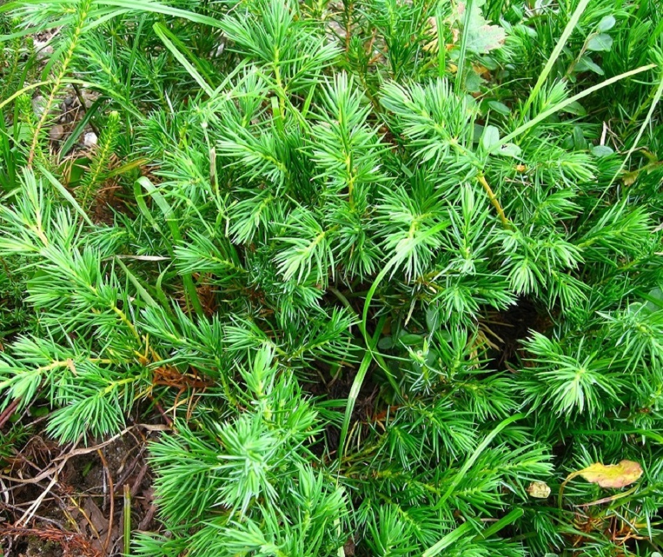 Image of Juniperus conferta specimen.