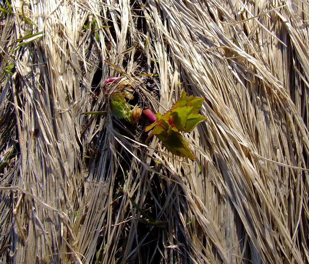 Image of Ligusticum scoticum specimen.