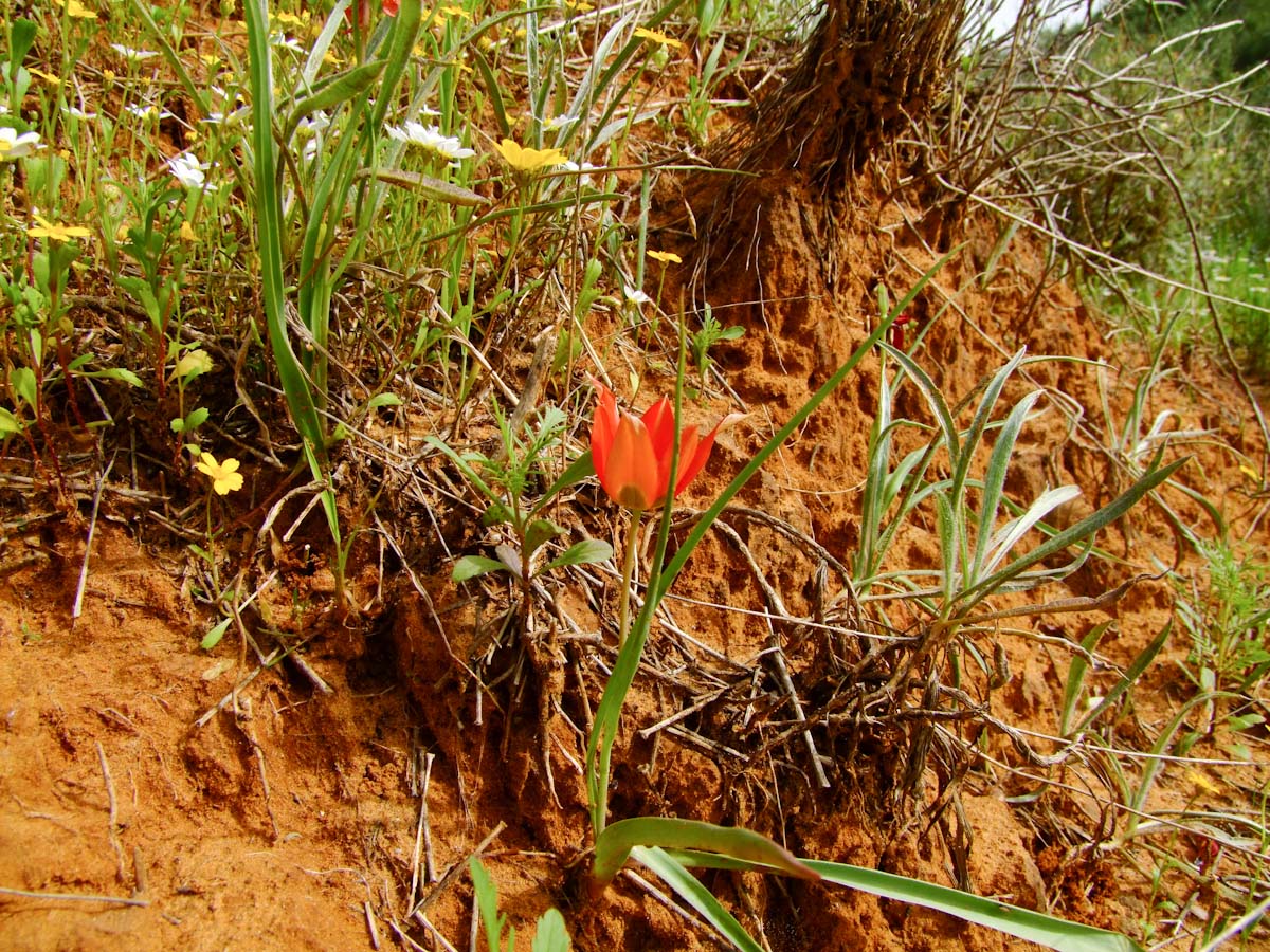 Изображение особи Tulipa agenensis.