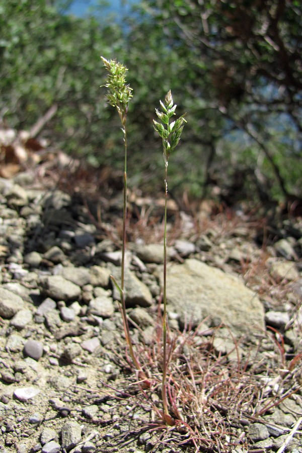 Image of Poa bulbosa specimen.