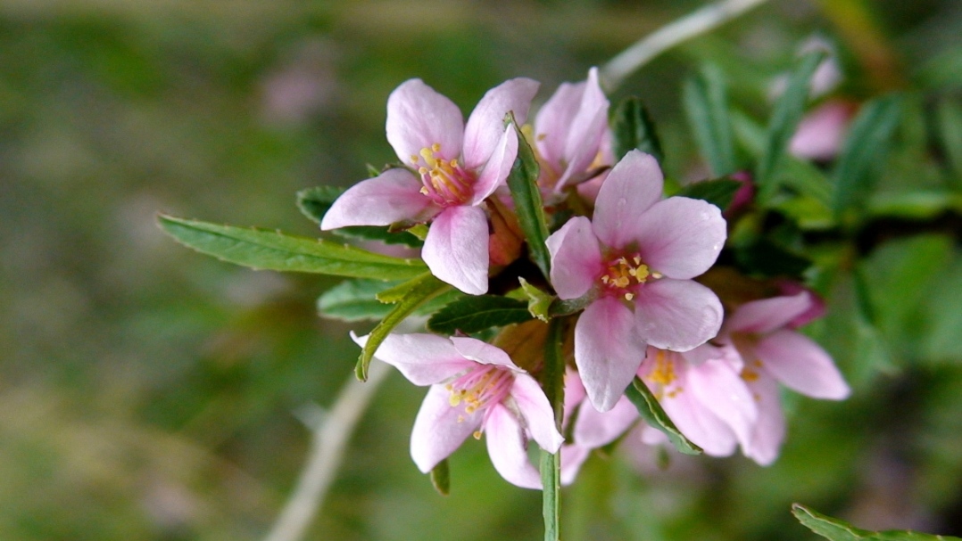 Изображение особи Amygdalus fenzliana.