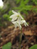 Clintonia udensis. Соцветие. Приморский край, г. Находка. 27.05.2012.