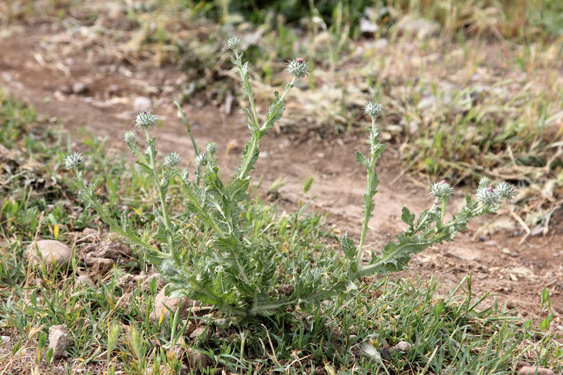 Изображение особи Cousinia microcarpa.