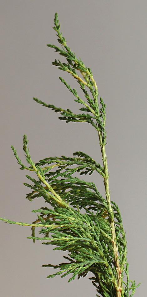 Изображение особи Juniperus &times; pfitzeriana.