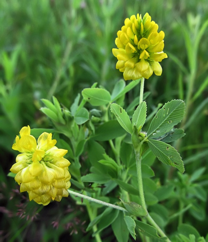 Изображение особи Trifolium aureum.