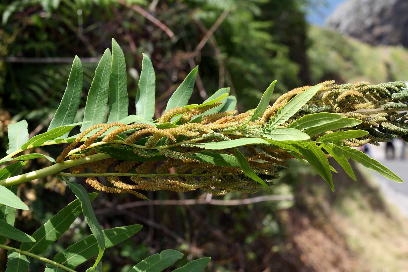 Image of Osmunda regalis specimen.