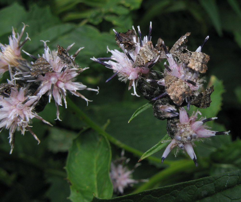 Image of Saussurea latifolia specimen.