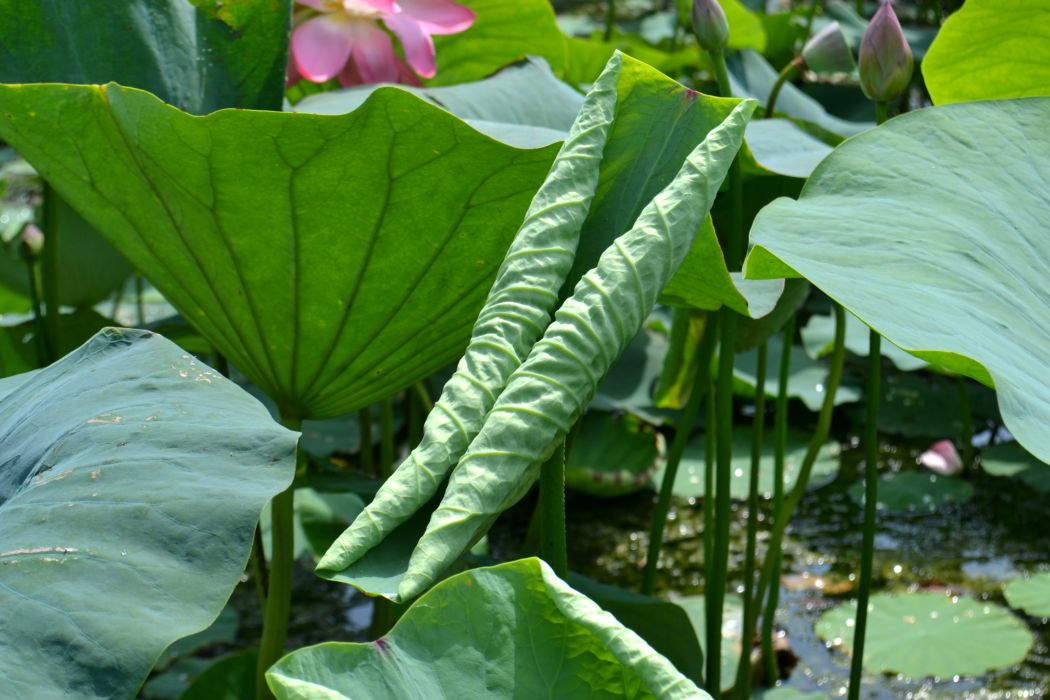 Image of Nelumbo caspica specimen.