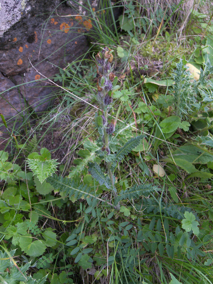 Image of genus Pedicularis specimen.