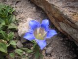 Gentiana septemfida