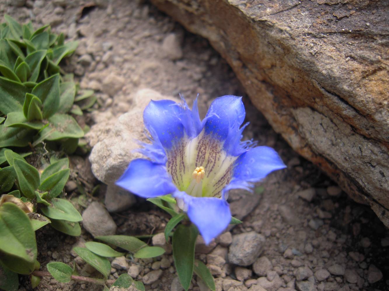 Image of Gentiana septemfida specimen.