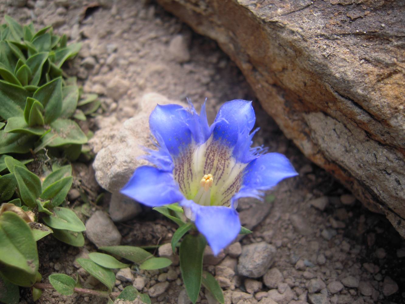 Изображение особи Gentiana septemfida.