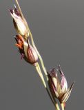 Panicum virgatum