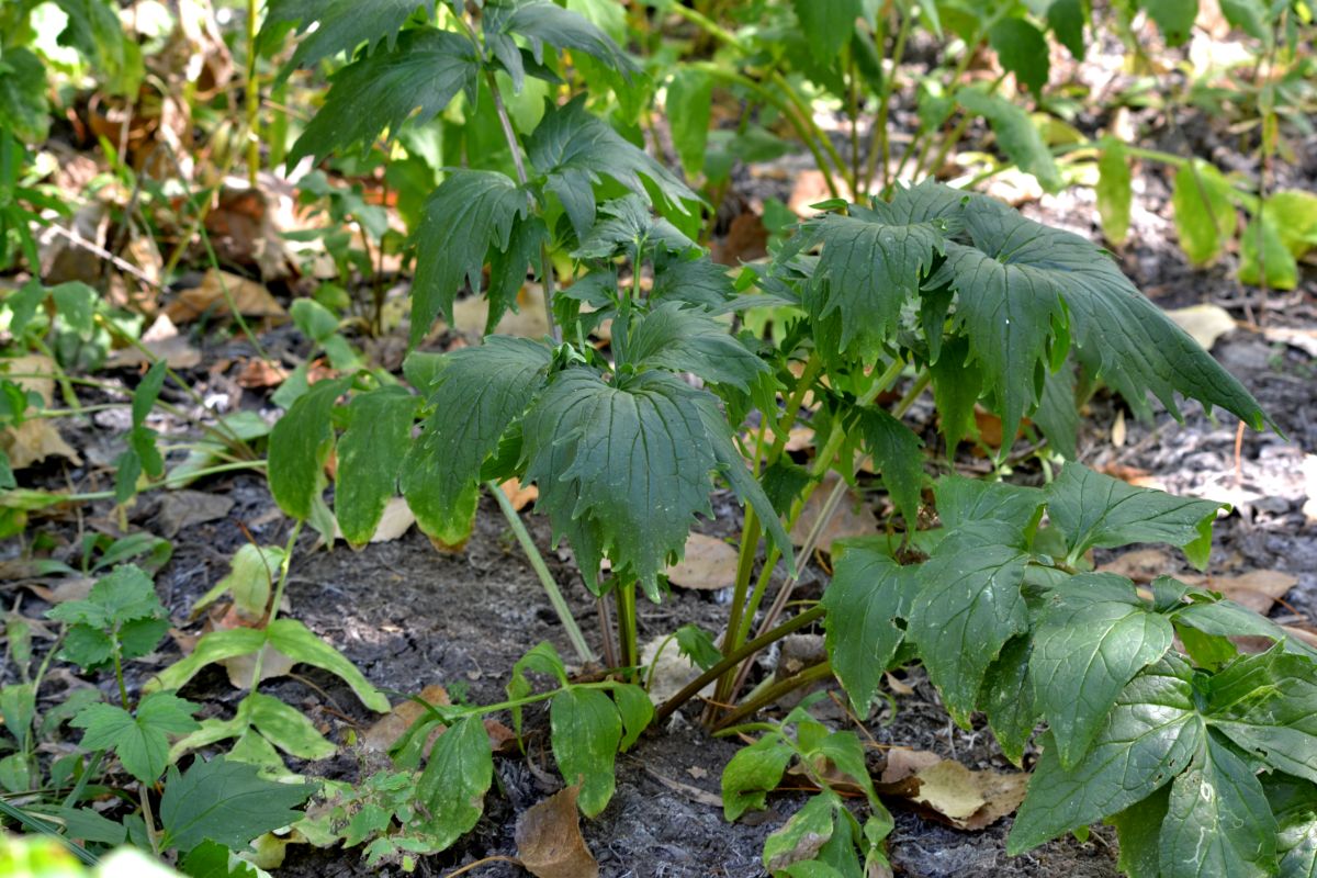 Изображение особи Valeriana wolgensis.