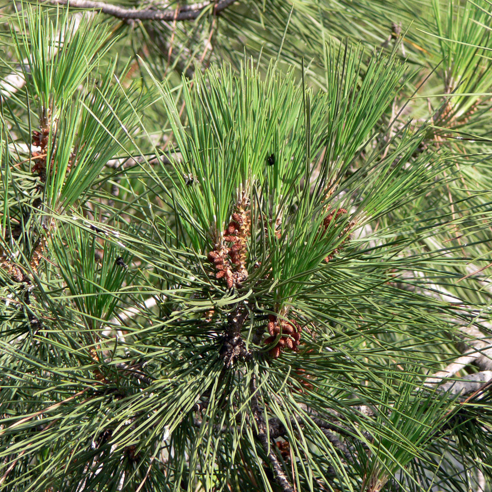 Изображение особи Pinus pinea.